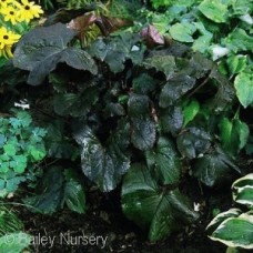 LIGULARIA DEN BRITT-M CRAWFORD LIGULARIA DEN BRITT-M CRAWFORD