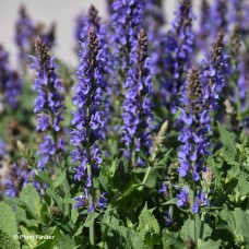 SALVIA NEM BLUE HILL