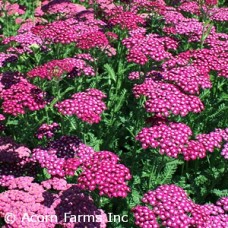 ACHILLEA NEW VINTAGE VIOLET