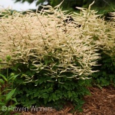 ARUNCUS CHANTILLY LACE ARUNCUS CHANTILLY LACE