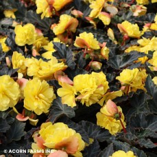 BEGONIA ICONIA YELLOW BEGONIA ICONIA YELLOW