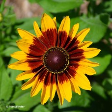 RUDBECKIA HIR DENVER DAISY