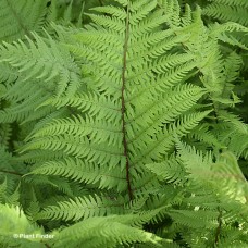 ATHYRIUM FIL LADY IN RED ATHYRIUM FIL LADY IN RED
