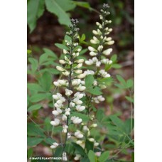 BAPTISIA ALBA BAPTISIA ALBA