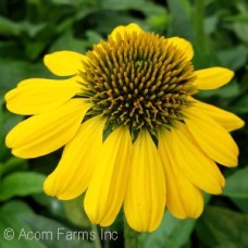 ECHINACEA LEMON YELLOW ECHINACEA LEMON YELLOW