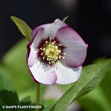 HELLEBORUS FRENCH KISS HELLEBORUS FRENCH KISS