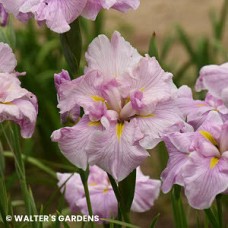 IRIS ENS PINKERTON IRIS ENS PINKERTON
