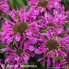 MONARDA BEE PRETTY MONARDA BEE PRETTY