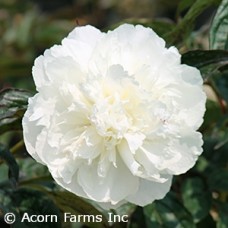 PAEONIA SHIRLEY TEMPLE PAEONIA SHIRLEY TEMPLE