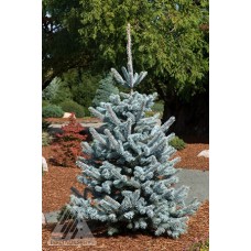 PICEA PUN HOOPSII PICEA PUN HOOPSII