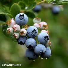 VACCINIUM COR DUKE VACCINIUM COR DUKE