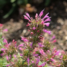 AGASTACHE SUNRISE VIOLET AGASTACHE SUNRISE VIOLET