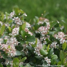 ARONIA MEL LOW SCAPE MOUND ARONIA MEL LOW SCAPE MOUND