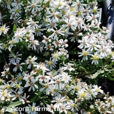 ASTER SNOW FLURRY ASTER SNOW FLURRY