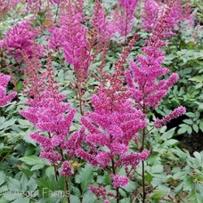ASTILBE CHI MAGGIE DALEY ASTILBE CHI MAGGIE DALEY
