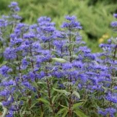 CARYOPTERIS BLUE MIST CARYOPTERIS BLUE MIST