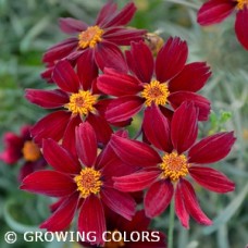 COREOPSIS RED SATIN
