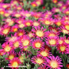 DELOSPERMA DELMARA FUCHSIA DELOSPERMA DELMARA FUCHSIA