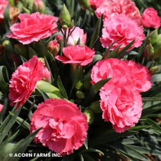 DIANTHUS CLASSIC CORAL DIANTHUS CLASSIC CORAL