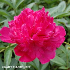 PAEONIA FELIX CROUSSE PAEONIA FELIX CROUSSE