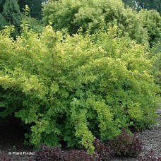 PHYSOCARPUS OPU LEMON CANDY PHYSOCARPUS OPU LEMON CANDY