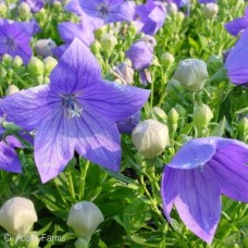 PLATYCODON SENTIMENTAL BLUE PLATYCODON SENTIMENTAL BLUE