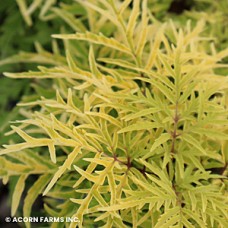 SAMBUCUS RAC LEMONY LACE SAMBUCUS RAC LEMONY LACE