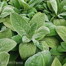 STACHYS BYZ HELENE VON STEIN STACHYS BYZ HELENE VON STEIN