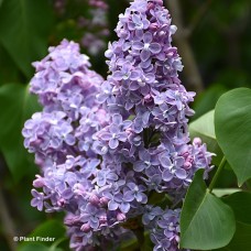 SYRINGA VUL PRES GREVY SYRINGA VUL PRES GREVY
