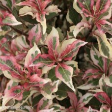 WEIGELA FLO MY MONET WEIGELA FLO MY MONET