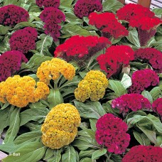 CELOSIA ARMOR MIX