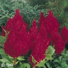 CELOSIA RED
