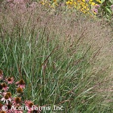 PANICUM VIR SHENANDOAH PANICUM VIR SHENANDOAH