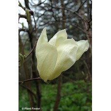 MAGNOLIA ACUMINATA