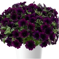 PETUNIA CAPELLA MULBERRY