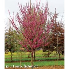 CERCIS CAN NORTHERN HERALD
