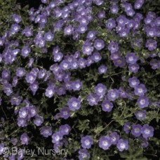 GERANIUM ROZANNE GERANIUM ROZANNE