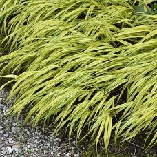 HAKONECHLOA MAC AUREOLA HAKONECHLOA MAC AUREOLA