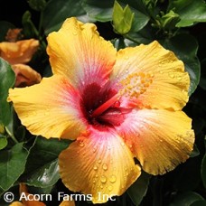 HIBISCUS FIESTA HIBISCUS FIESTA