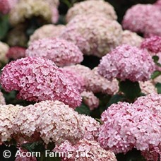 HYDRANGEA ARB INCREDBALL BLUSH HYDRANGEA ARB INCREDBALL BLUSH