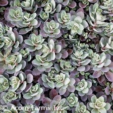 SEDUM SUNSPARKLER DAZZLEBERRY SEDUM SUNSPARKLER DAZZLEBERRY