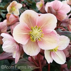 HELLEBORUS HGC PINK FROST HELLEBORUS HGC PINK FROST