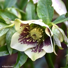 HELLEBORUS PAINTED