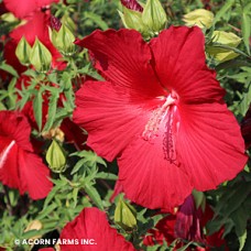 HIBISCUS COC LORD BALTIMORE HIBISCUS COC LORD BALTIMORE