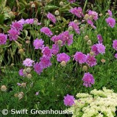 SCABIOSA VIVID VIOLET SCABIOSA VIVID VIOLET