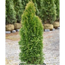 THUJA OCC EMERALD PETITE