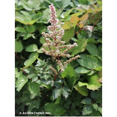 ASTILBE CHI MIGHTY PIP ASTILBE CHI MIGHTY PIP