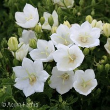 CAMPANULA CAR RAPIDO WHITE CAMPANULA CAR RAPIDO WHITE