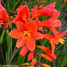 CROCOSMIA PEACH MELBA CROCOSMIA PEACH MELBA