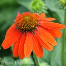 ECHINACEA ADOBE ORANGE ECHINACEA ADOBE ORANGE